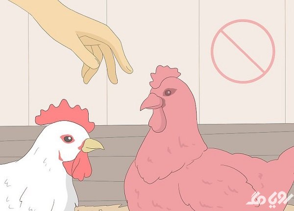 پخت گوشت و مرغ و تخم مرغ برای جلوگیری از کرونا